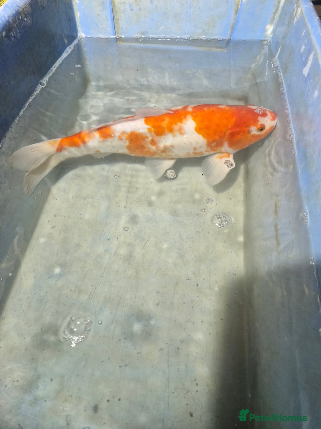 Koi Carp fish for sale: Koi carp various sizes - Advert 12