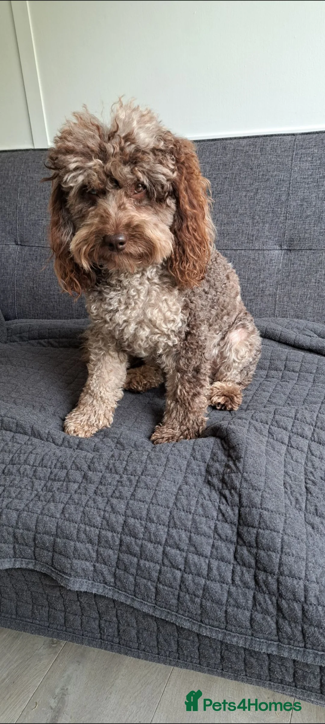Cockapoo dogs for stud: Cockapoo stud F1b chocolate merle, health tested  - Advert 2