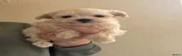 Maltipoo dogs for sale: 🐶❤️ Exceptional Tiny Maltipoo Puppies ❤️🐶 - Advert 10
