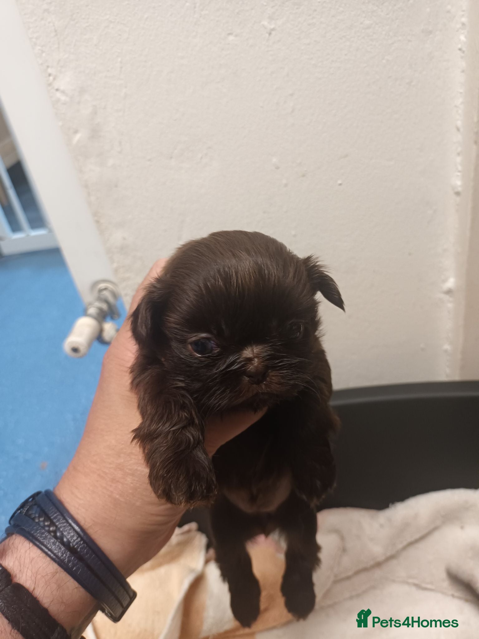 Shih Tzu dogs 2 imperial shih tzu pups  - Advert 7