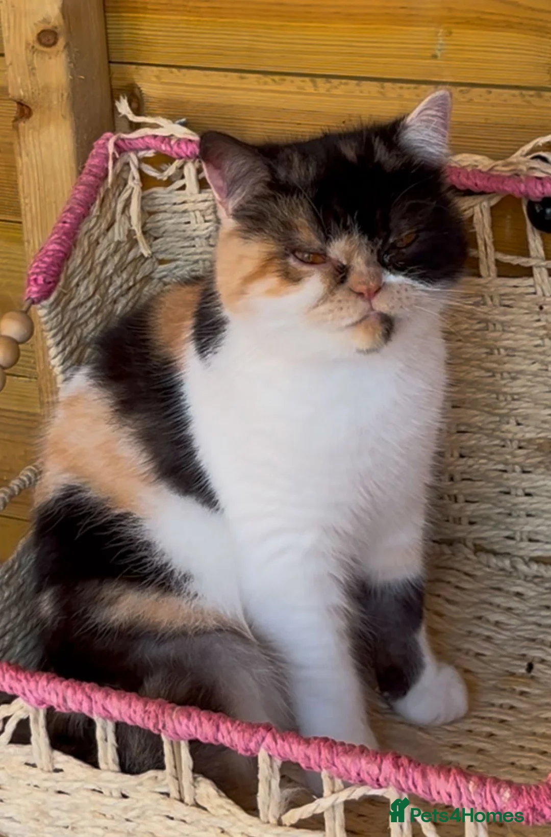 Persian cats for sale: Persian cat  - Advert 1