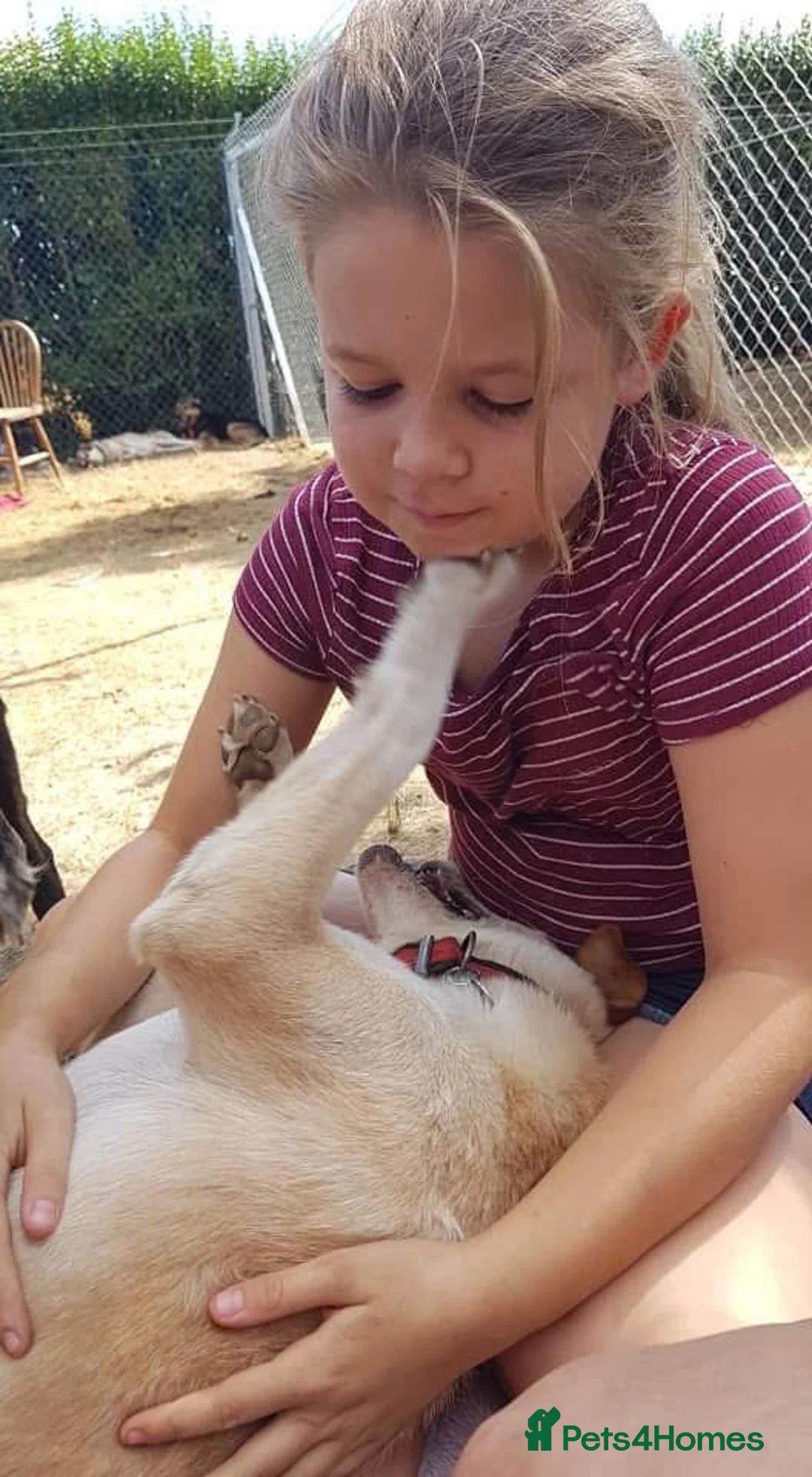 Mixed Breed dogs for adoption: Paddy - Hempnall Norfolk  - Advert 24