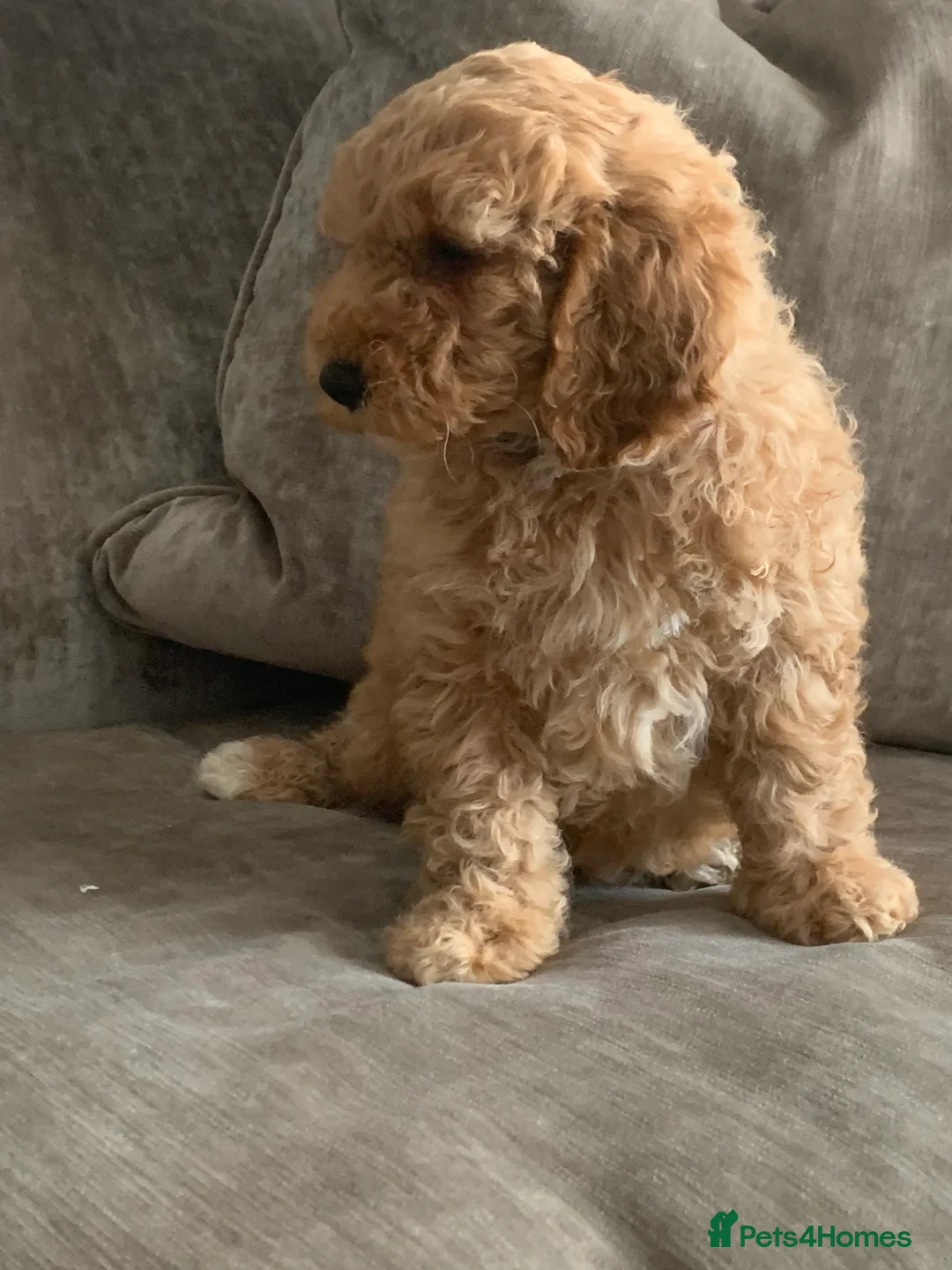 Aussiedoodle dogs for sale: Miniature Aussie Double Doddle puppies  - Advert 2