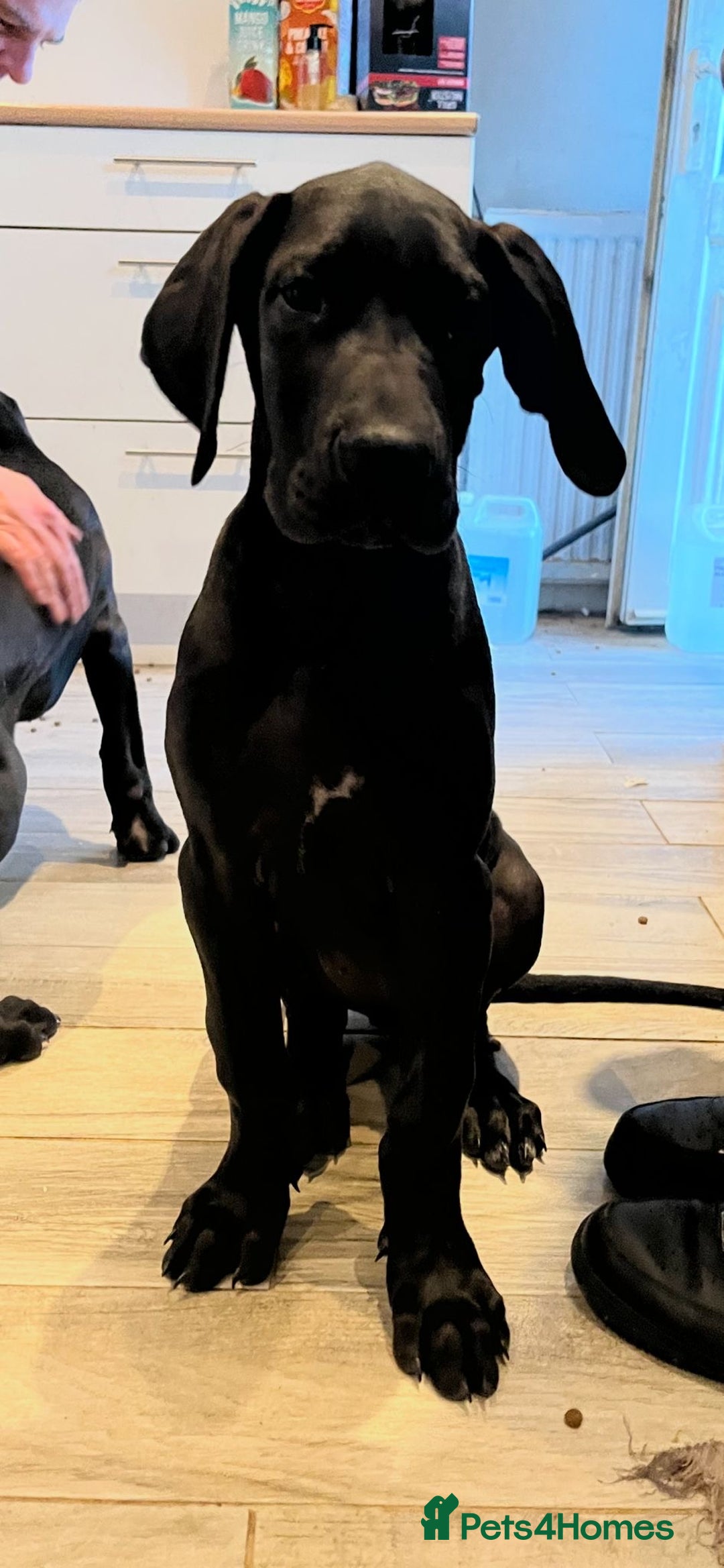 Great Dane dogs for sale: 2 beautiful black Great Danes - Image 1
