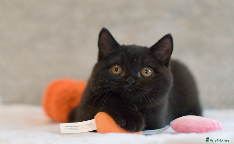 British Shorthair cats - Advert 3