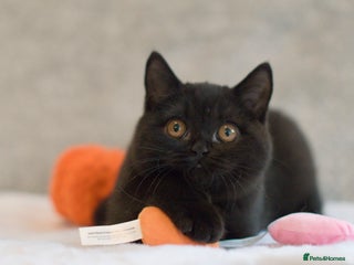 British Shorthair cats - Advert 35