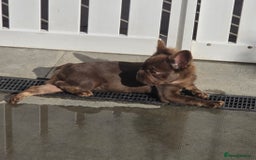 French Bulldog dogs for sale: Fluffy French Bulldog Puppies  - Image 2