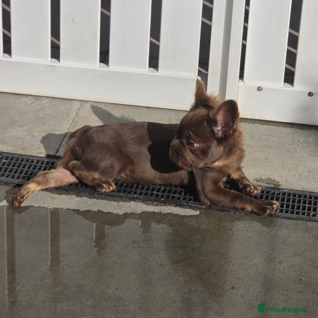 French Bulldog dogs for sale: Fluffy French Bulldog Puppies  - Image 2