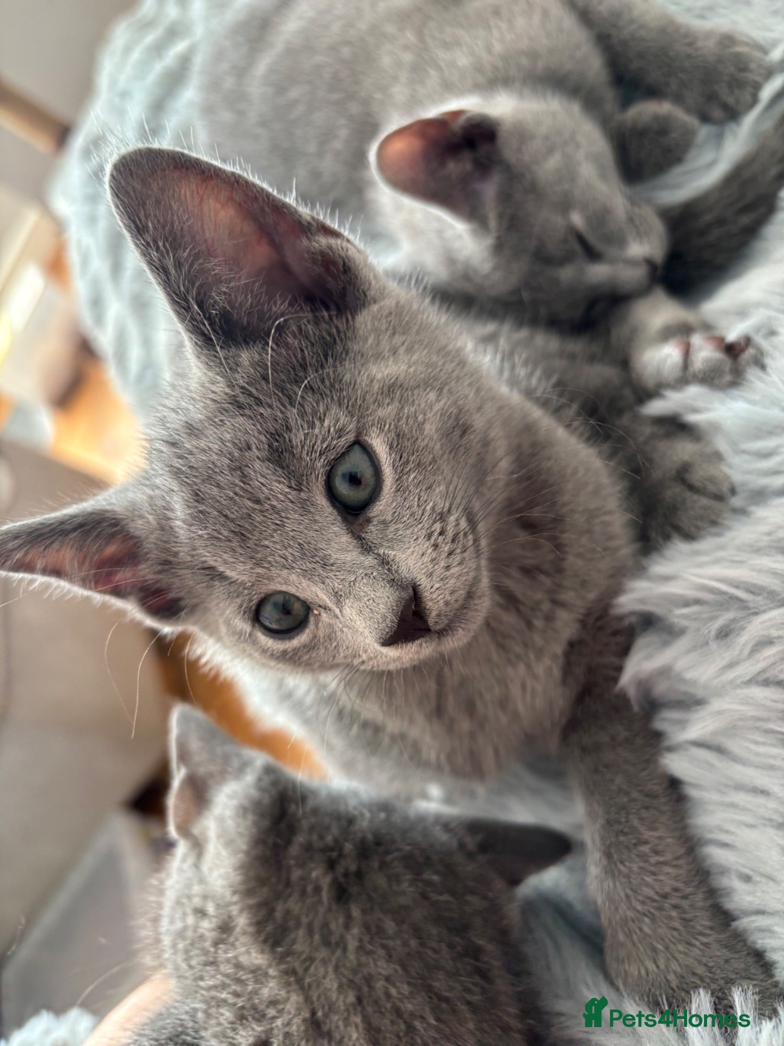 Russian Blue cats GCCF registered kitten - Advert 1