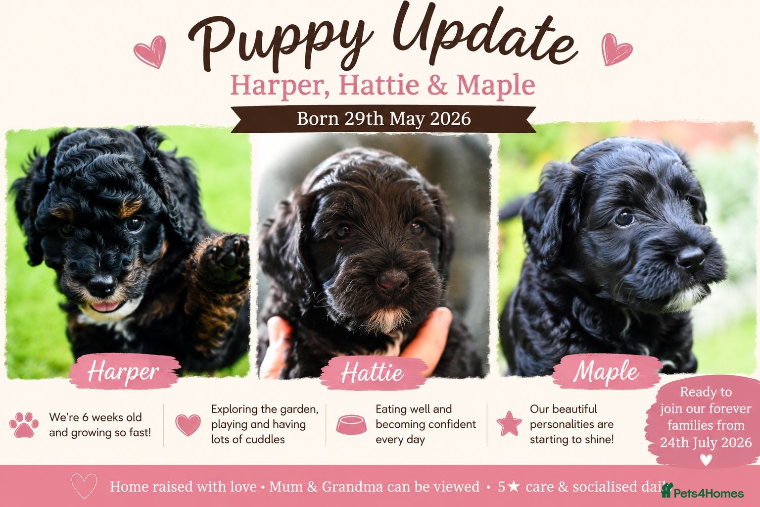 Cockapoo dogs 🌟 🐾 Home Raised Cockapoo Girls Ready July - Advert 2