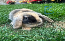 Mini Lop rabbits for sale: Mini Lop Rabbits For Sale  - Image 26