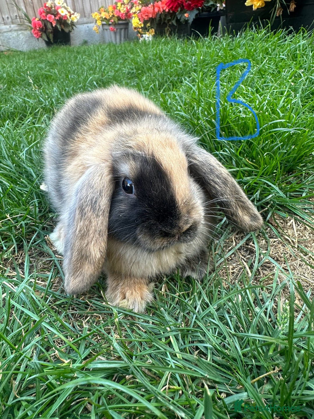 Mini Lop rabbits for sale: Mini Lop Rabbits For Sale  - Image 26