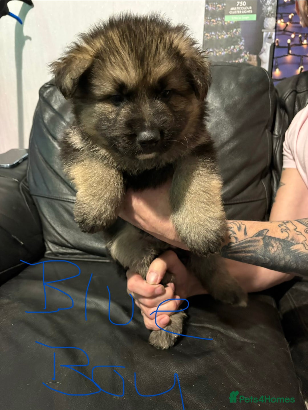 Mixed Breed dogs for sale: 4 stunning German shepherd pups for sale ready now - Advert 9