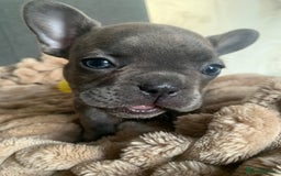 French Bulldog dogs for sale: Adorable 7 week old frenchie puppies - Image 20