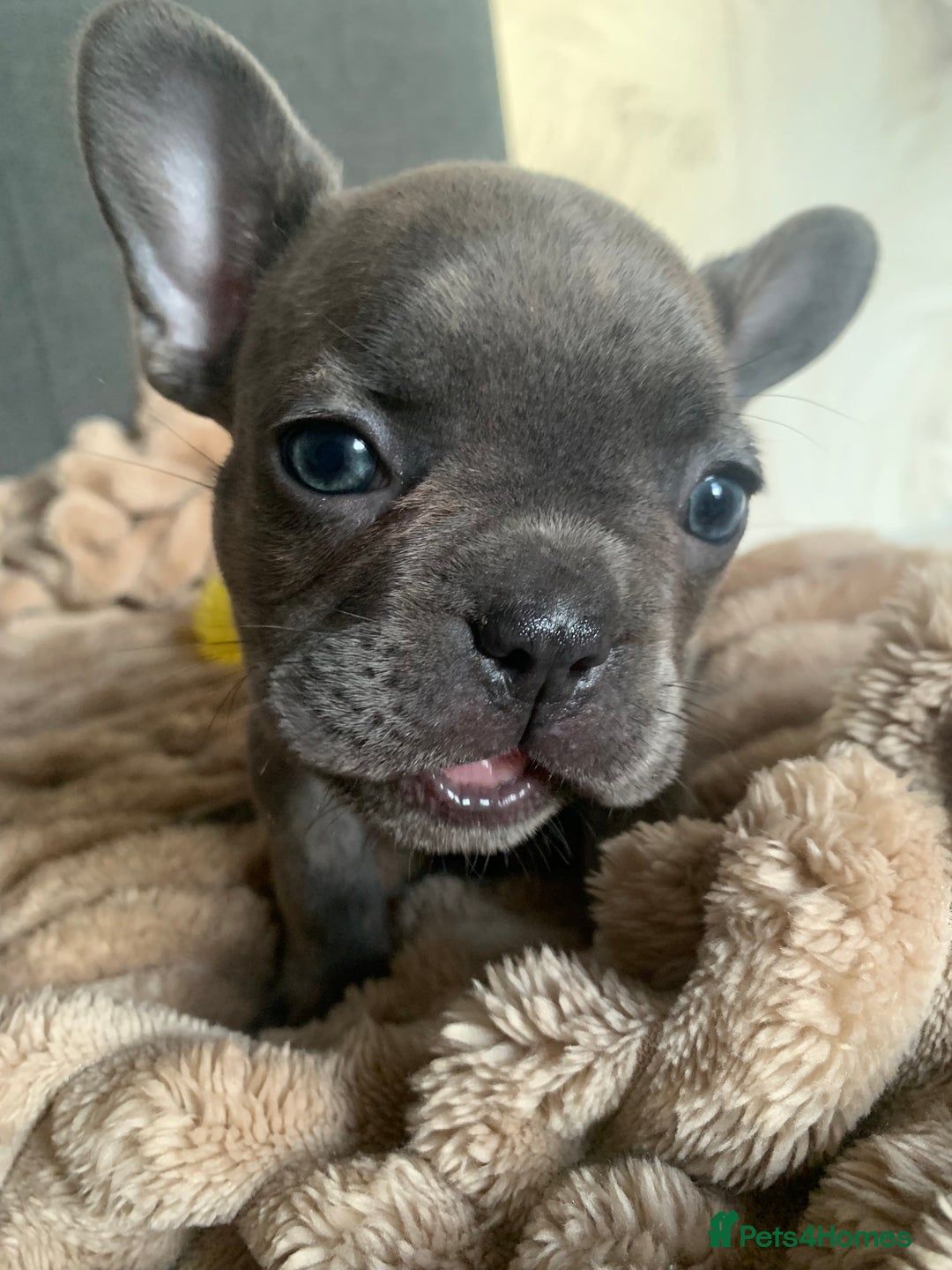 French Bulldog dogs for sale: Adorable 7 week old frenchie puppies - Image 20