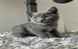 British Shorthair cats for sale: BRITISH SHORTHAIRED KITTENS FOR SALE - Image 5