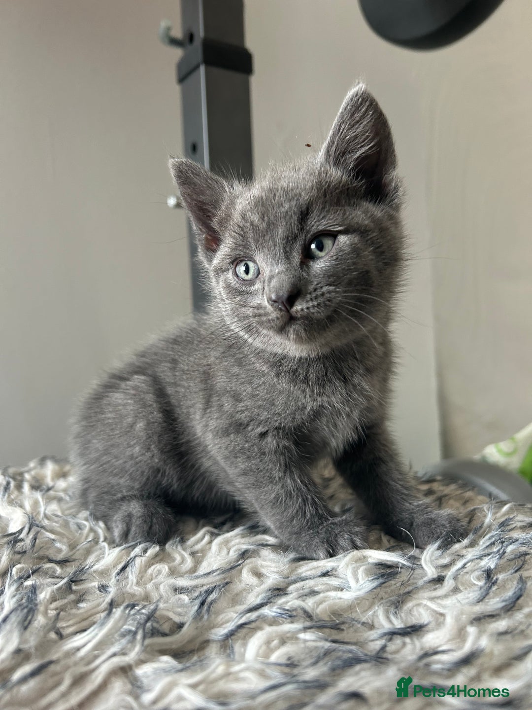 British Shorthair cats for sale: BRITISH SHORTHAIRED KITTENS FOR SALE - Image 5