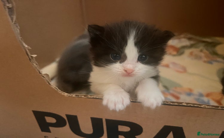 Mixed Breed cats - Advert 4