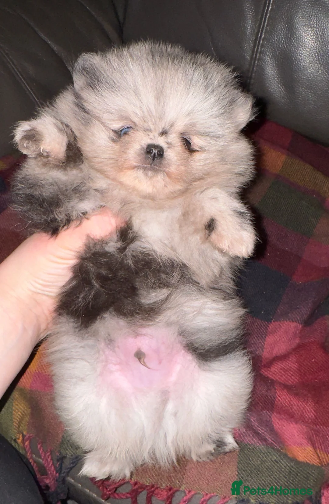 Pomeranian dogs for stud: 💚 RUSSIAN CHOC MERLE 🧸BEAR POM CARRY LILAC/TAN💚 in Romford - Advert 18