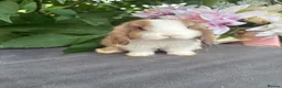 Mini Lop rabbits for sale: Two Beautiful Girls Looking for Their Forever Home - Advert 6