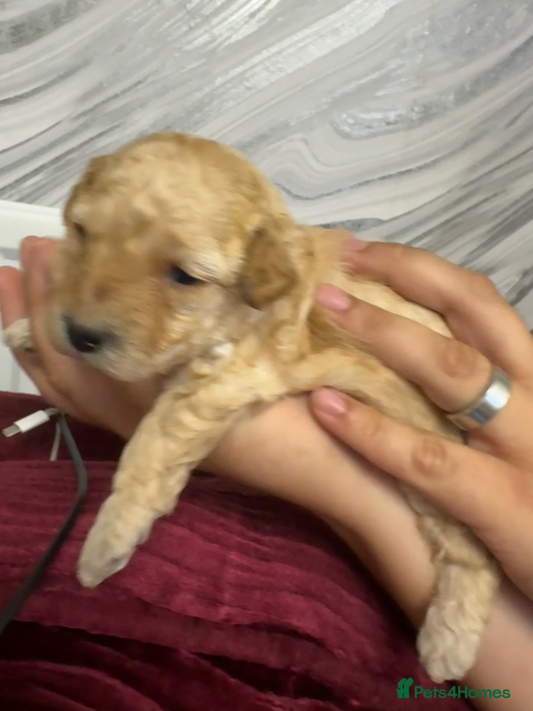 Goldendoodle dogs for sale: Beautiful Goldendoodles - Image 9