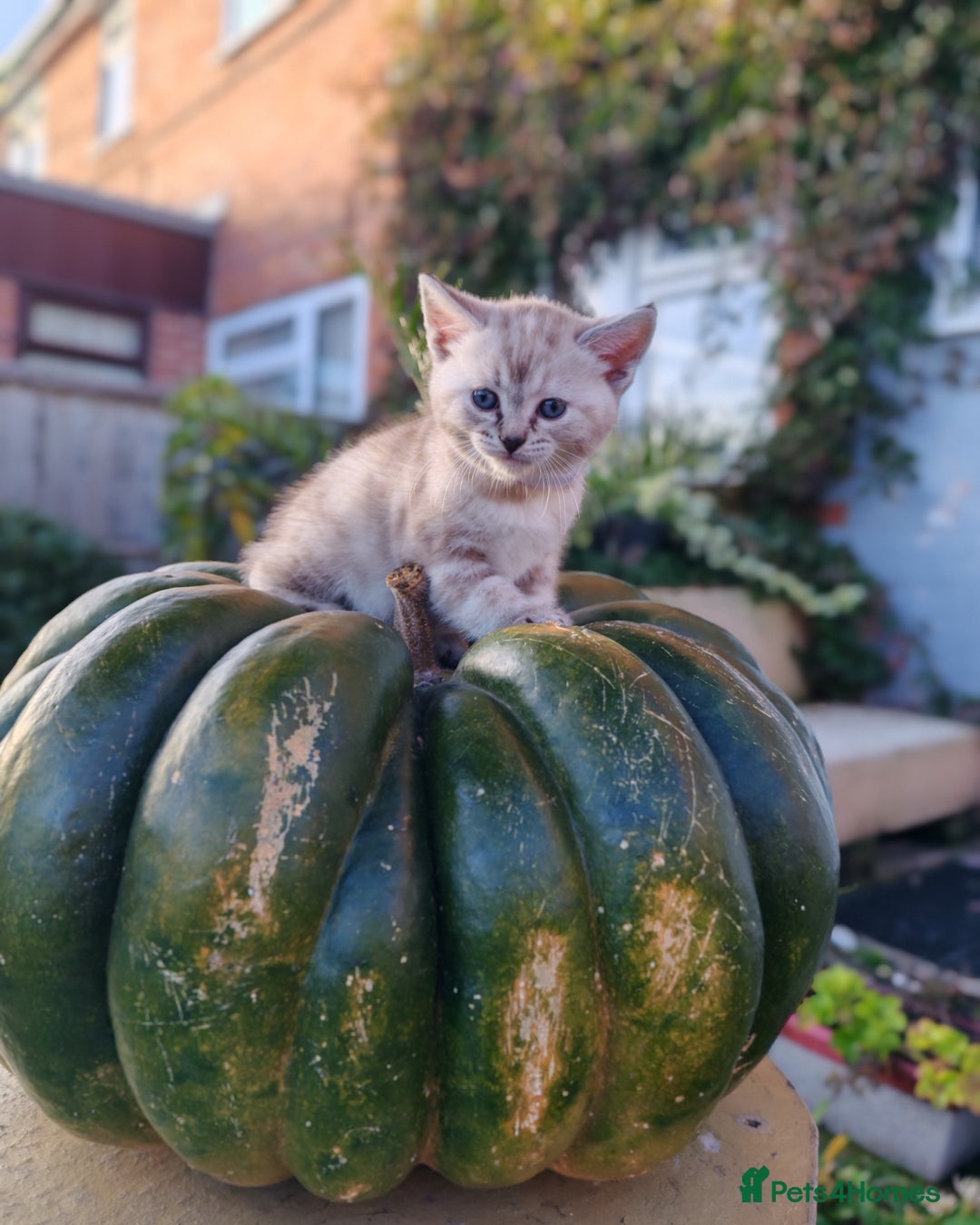 Mixed Breed cats for sale: Cute Bengal mix Kittens looking for loving homes🐱 - Image 24
