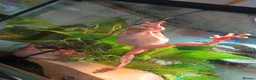 Frog reptiles for sale: Blue Eyed Whites Tree Frogs - Advert 3