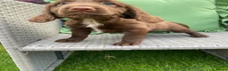 Cocker Spaniel dogs for sale: Cocker spaniel puppies  - Advert 4