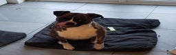 Boxer dogs for sale: Beautiful Pedigree Boxer Pups - Advert 8