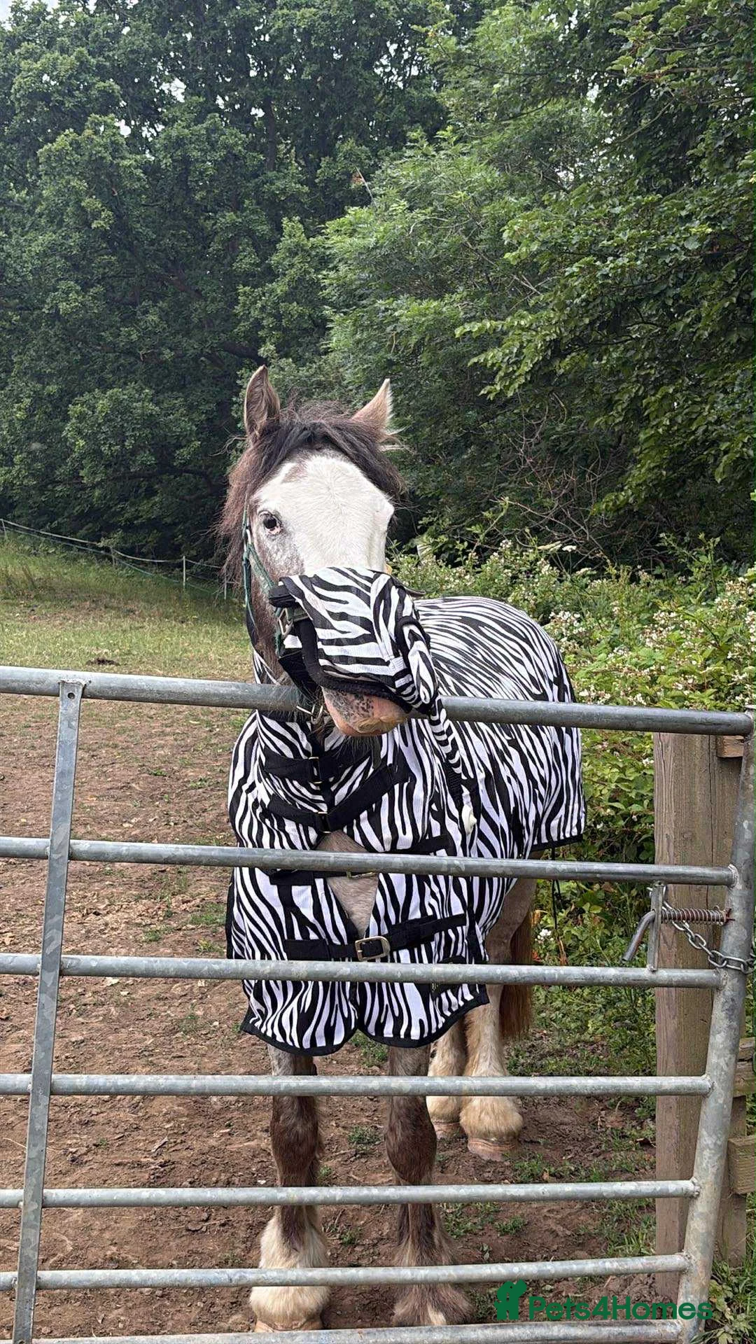 Irish Cob horses for sale: Grey Roan Cob 14hh 6 years old  - Advert 2