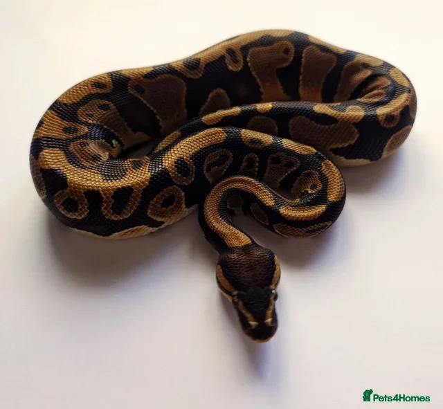 Python Snake reptiles 2023 Male Ball Python (Multiple Genes)  - Advert 2