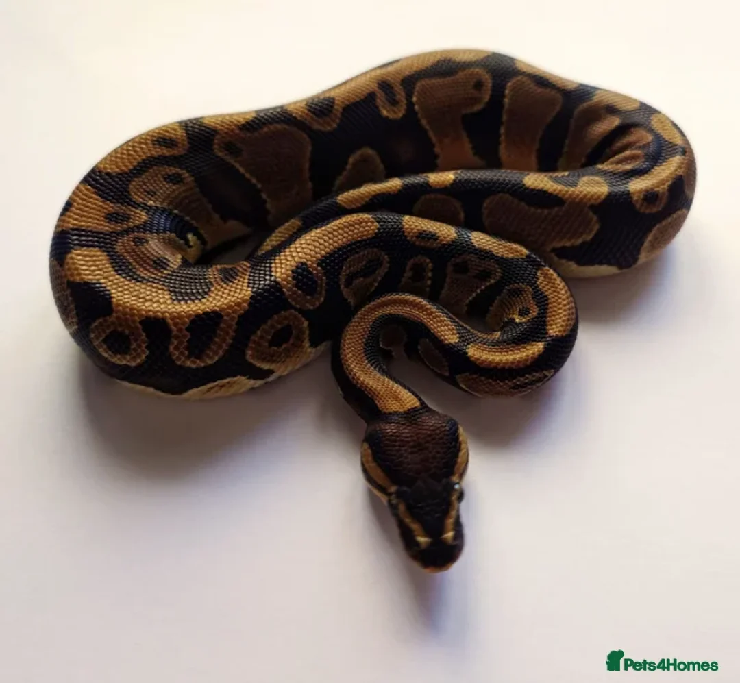 Python Snake reptiles for sale: 2023 Male Ball Python (Multiple Genes)  - Advert 1