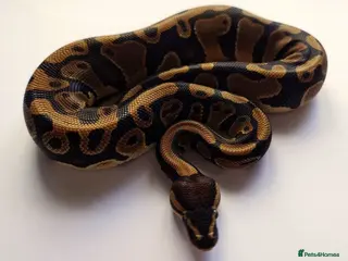 Python Snake reptiles 2023 Male Ball Python (Multiple Genes) - Advert 10