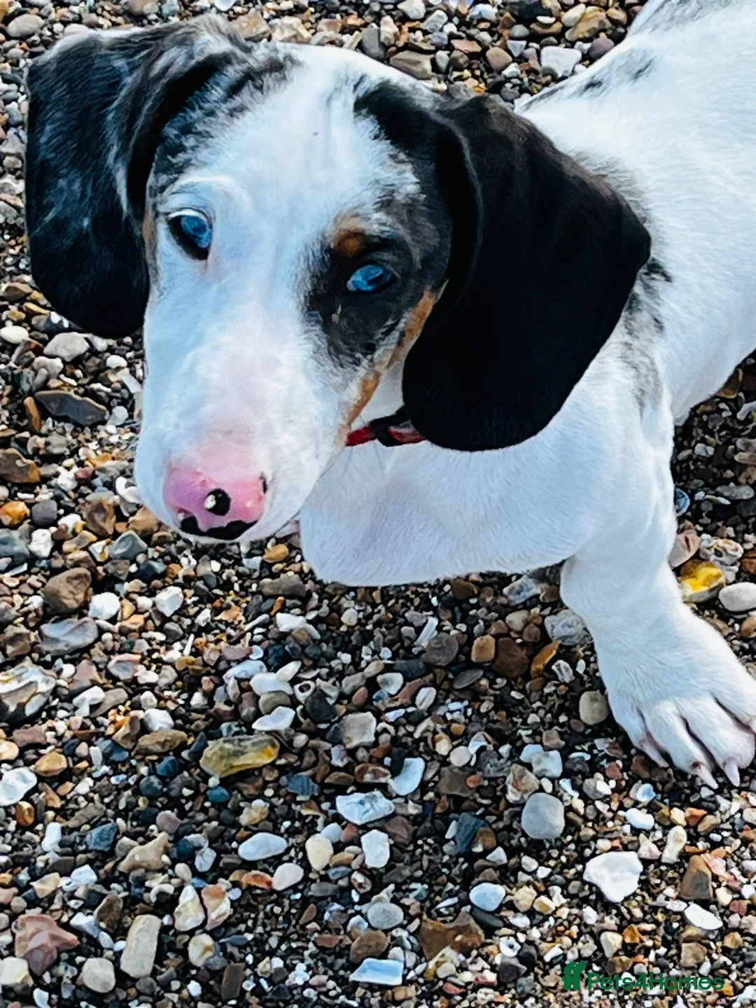 Dachshund dogs for sale: Beautiful boy dashound  - Advert 1