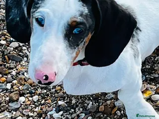 Dachshund dogs Beautiful boy dashound - Advert 2