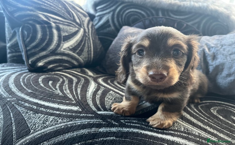 Dachshund dogs - Advert 1