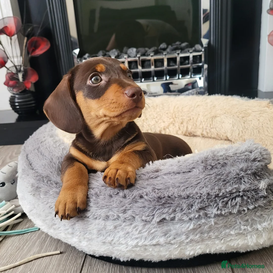 Dachshund dogs for sale: Male Daschund  in Wigan - Advert 2