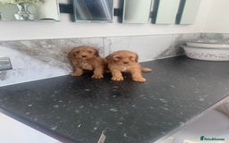 Cavapoo dogs for sale: Toy apricot Cavapoo puppies toy poodle - Image 4