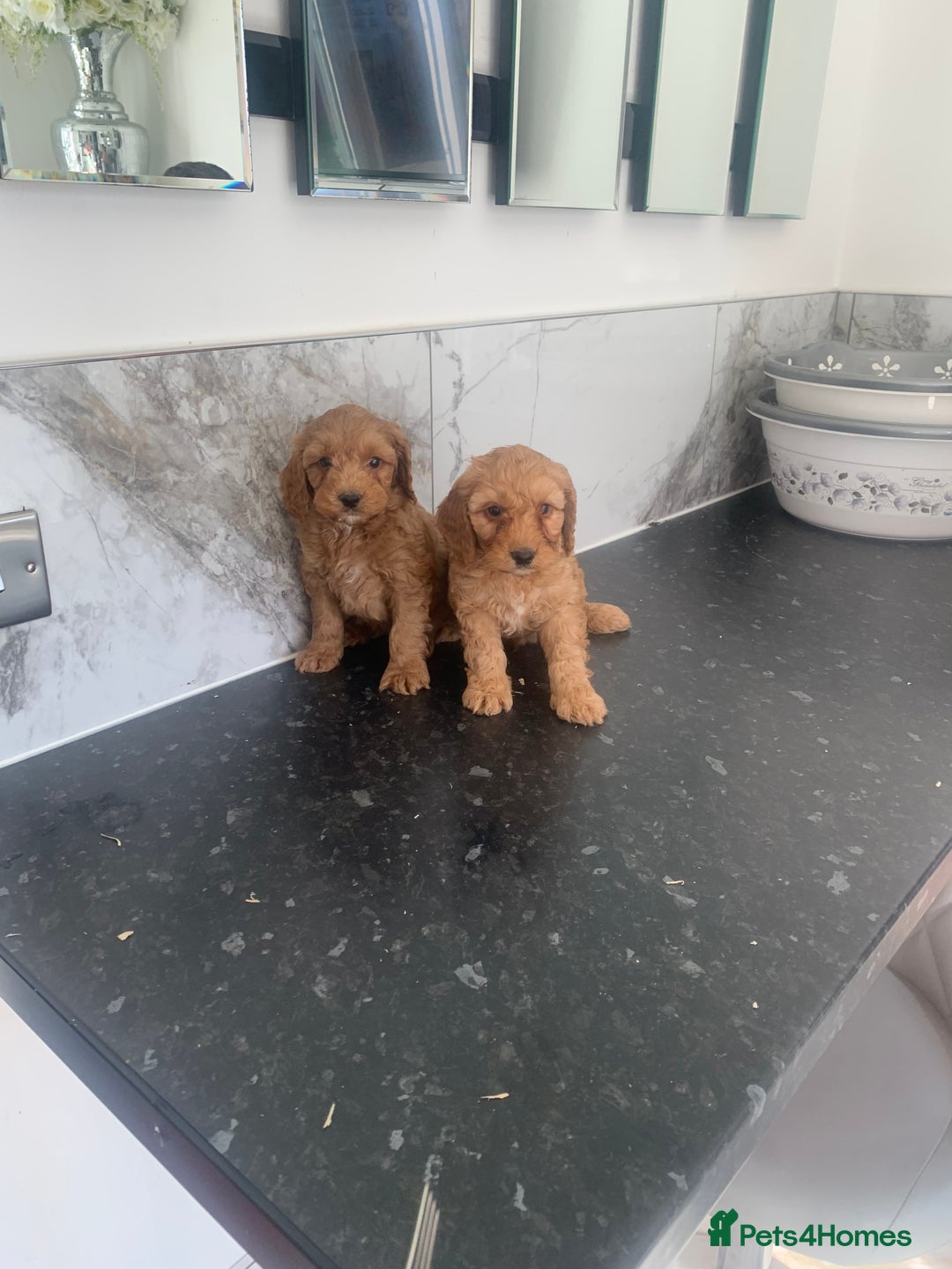 Cavapoo dogs for sale: Toy apricot Cavapoo puppies toy poodle - Image 4