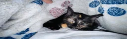 Mixed Breed cats for sale: Beautify taby girl - Advert 10