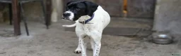 Pointer dogs for adoption: Celta  - Advert 3