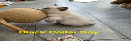 Ragdoll cats for sale: Adorable Ragdoll kittens looking for loving homes! - Advert 9