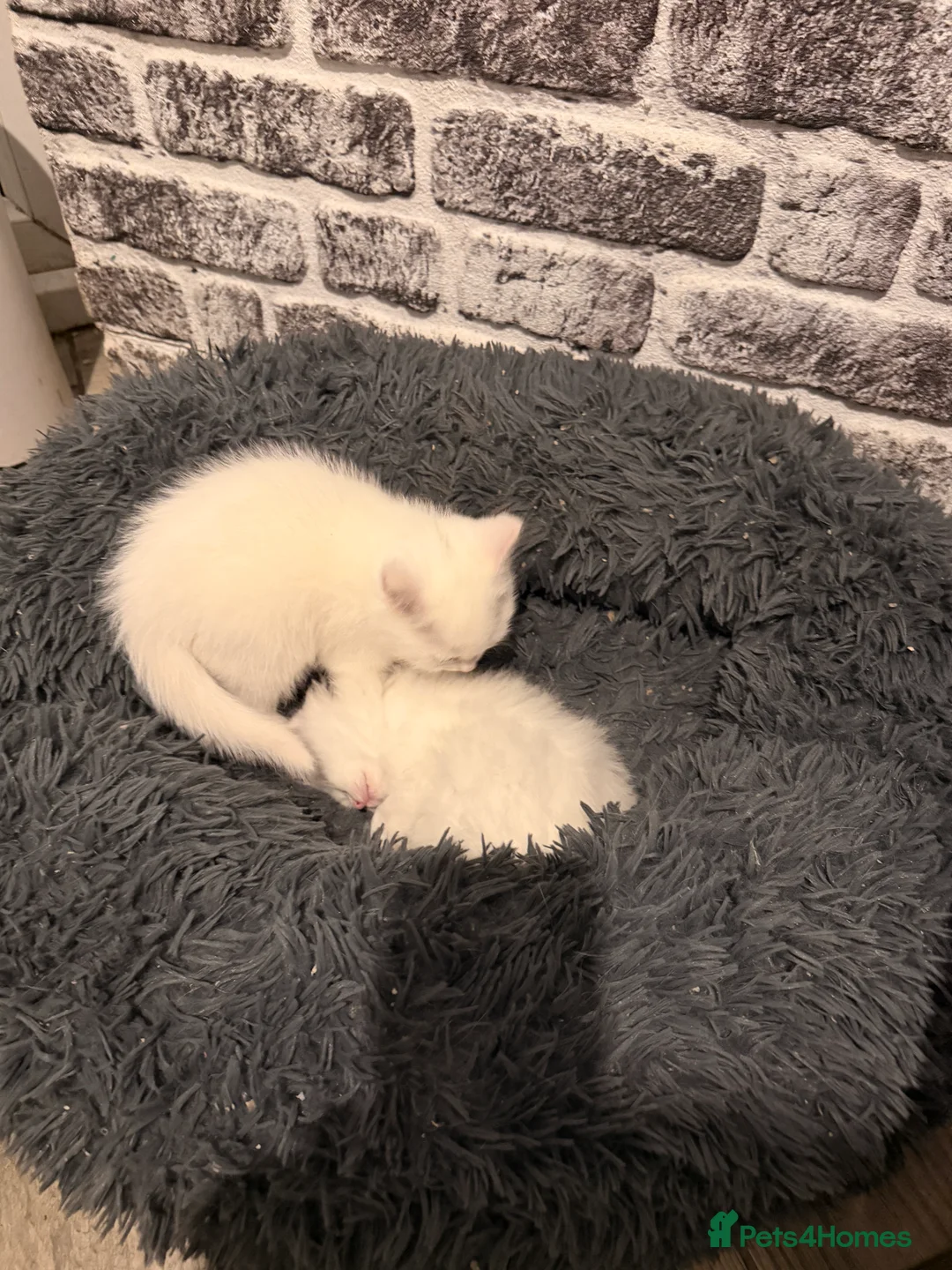 Persian cats for sale: Ready soon, 5 persian X kittens - Advert 10