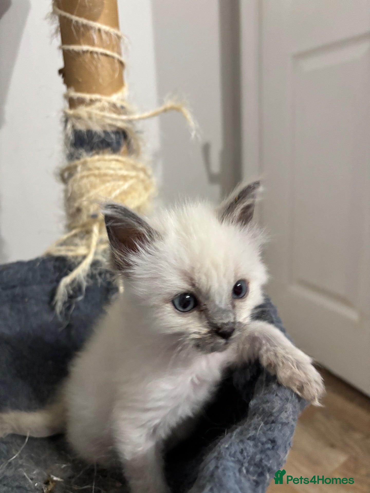 Ragdoll cats Blue point Ragdoll kittens  - Advert 2