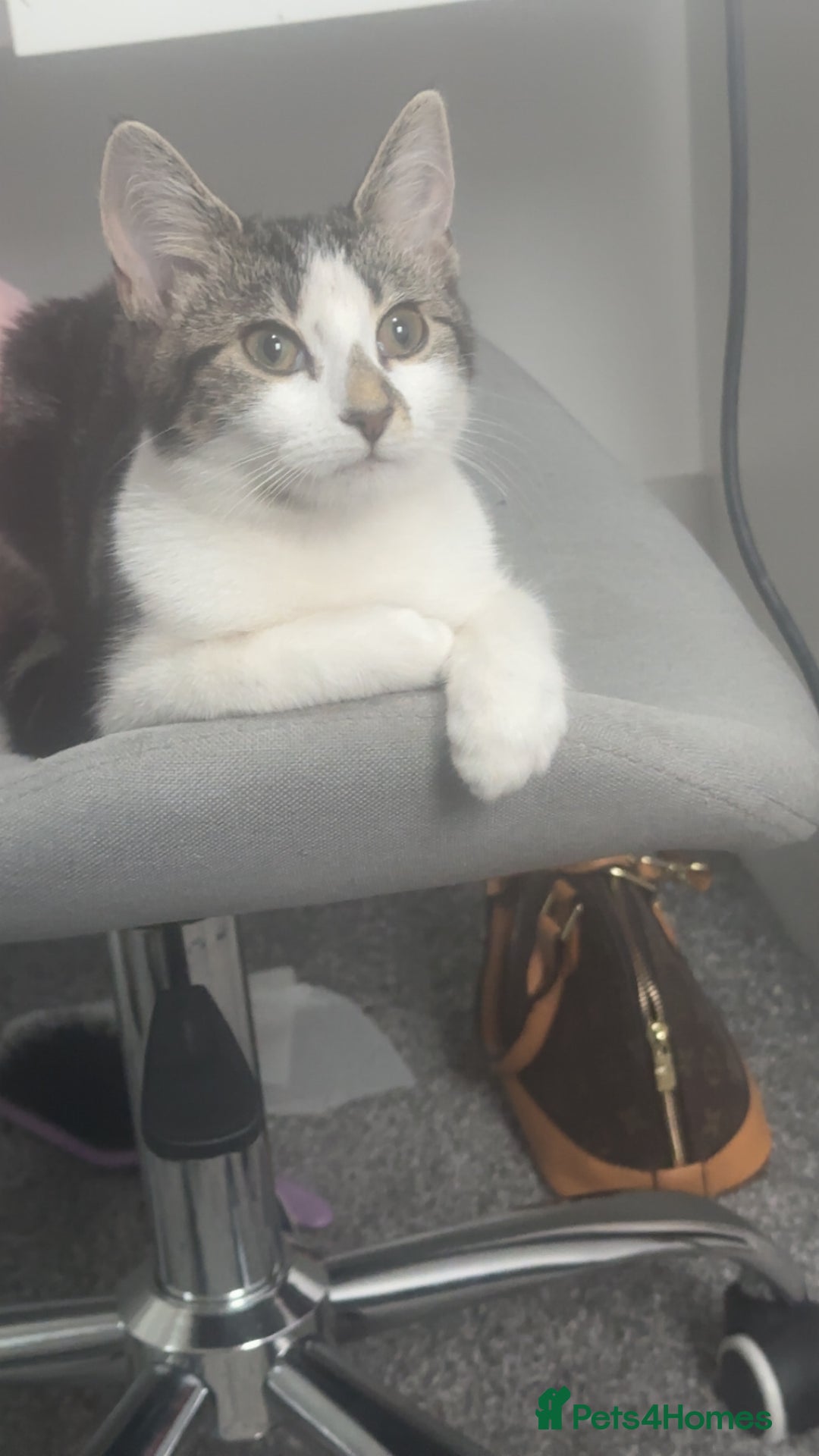 Mixed Breed cats for sale: Phoebe, 10 Months Old 🐾 🩷 - Advert 12