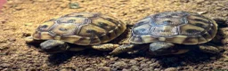 Hermann Tortoise reptiles for sale: Hermann Tortoise Hatchlings-Home Bred-July 2026  in Poole - Advert 4