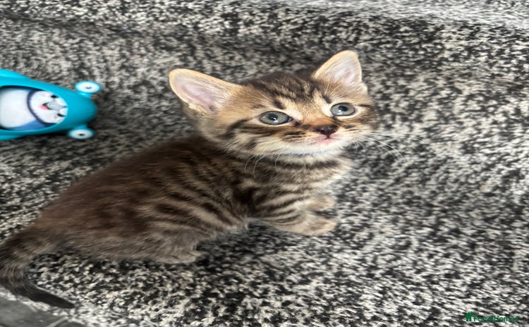 British Shorthair cats - Advert 4