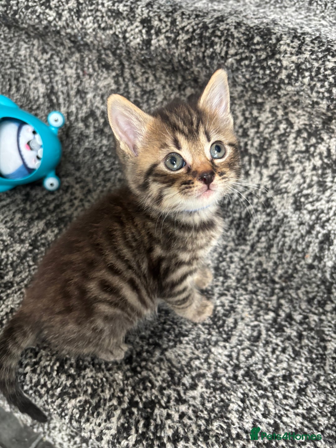 British Shorthair cats for sale: Male tabby kitten  - Image 1
