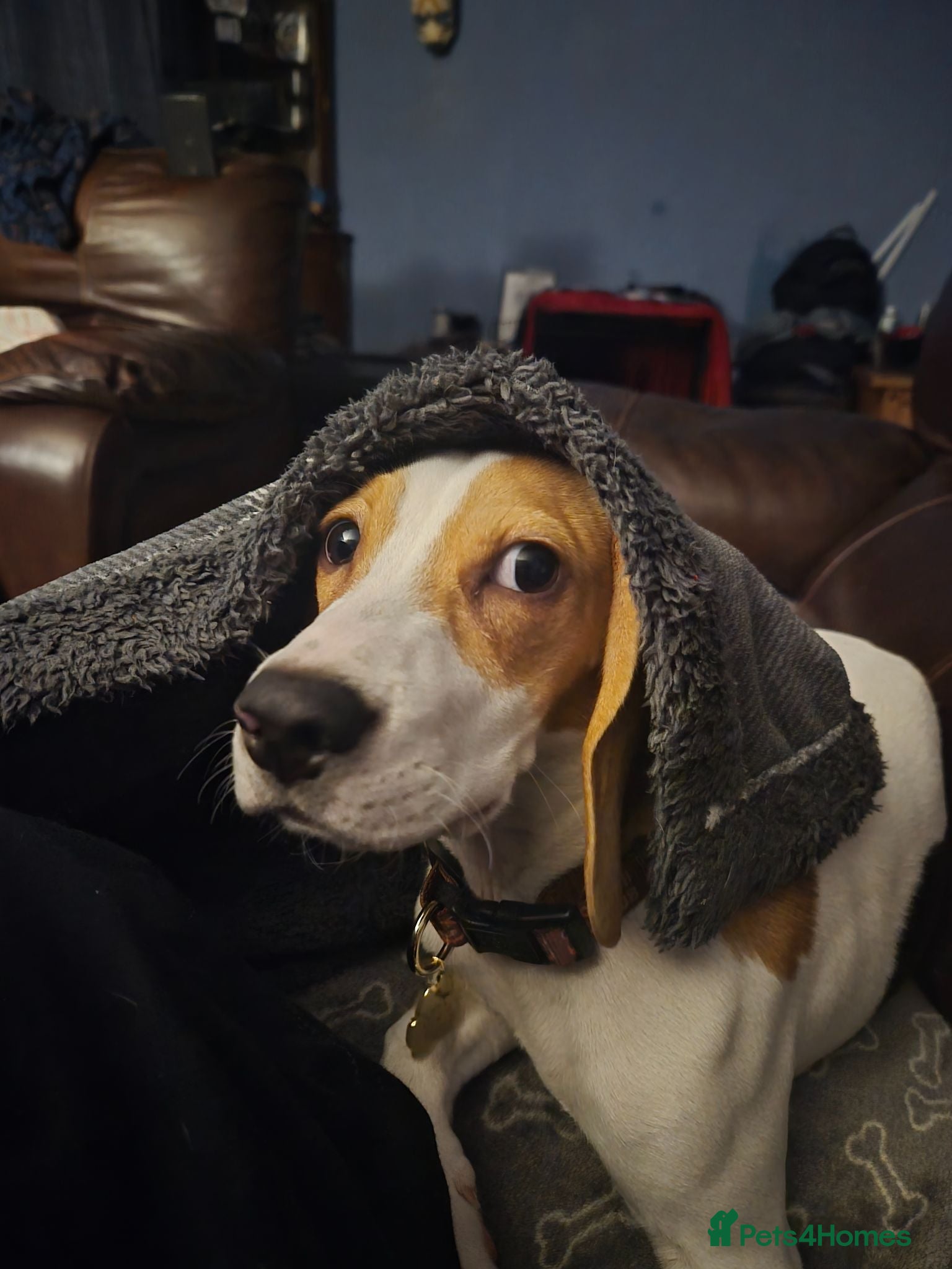 Beagle dogs Pure Breed Beagle named Donut (1 year old) - Advert 12