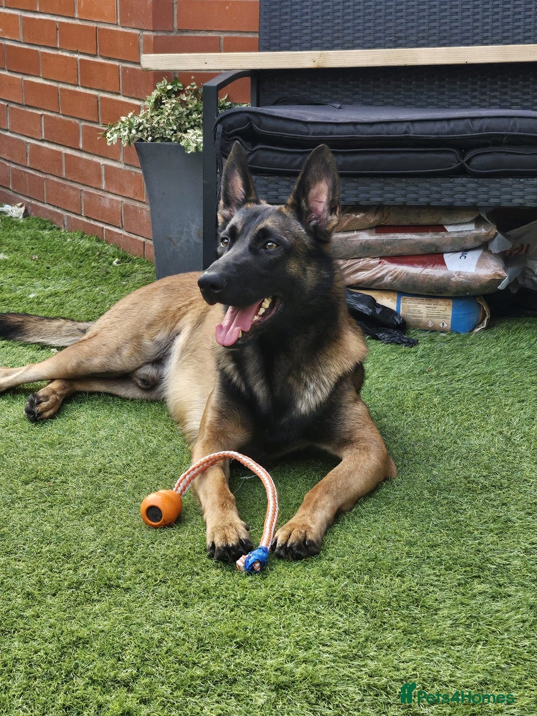 Belgian Shepherd Dog dogs for sale: Belgian Malinois Puppies for Sale 9 available - Advert 13